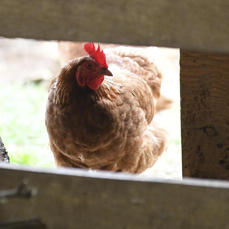 Farm chicken.